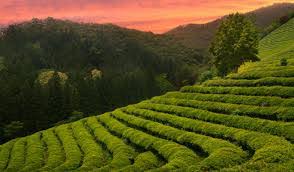 Natural Resources Management